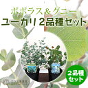 ユーカリ 2品種セット(ポポラス&グニー)10.5cmポット苗