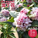 斑入り 沈丁花 赤花 15cmポット苗( フクリン ジンチョ...