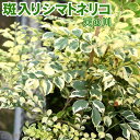 斑入り シマトネリコ 『 天の川 』 13.5cmポット苗木 ( 斑入り葉 )