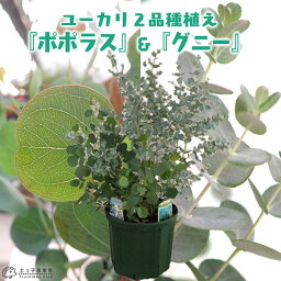 <strong>ユーカリ</strong> 2品種植え （ <strong>ポポラス</strong> ＆ グニー）8号スリット鉢