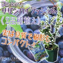 ブルーベリー 『 サザンハイブッシュ系 2品種植え 』 ( ...