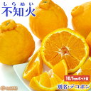 不知火 ( しらぬい ) 15cmポット...