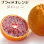 ブラッドオレンジ 『 タロッコ 』 13.5cmポット接木苗 【 珍種 】
