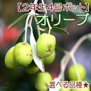 【選べる品種】全12品種!オリーブ(2年生)4号ポット苗