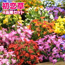 初恋草 ( ハツコイソウ )4品種セット