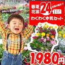 花苗 セット 春夏の花苗24個セット