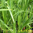 「熱帯地方・東南アジアのハーブ12種セット」ハーブ苗おまかせ12種セット 9vp×12ポット Herbs of the Toropical & Southeast Asia