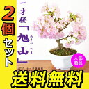 ■エントリーで全品 ポイント5倍!■ 桜盆栽 一才桜 『 旭山 ( あさひやま ) 』 【 送料無料 】 【 2個セット 】 ≪ 花芽付き ≫