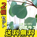 丸葉ユーカリ 『 ポポラス 』 シルバーダラーガム 10.5cmポット 【 送料無料 】 【 2個セット 】