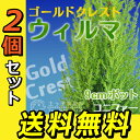 2個セット コニファー『ゴールドクレスト・ウィルマ』 12c...