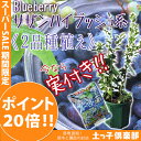 <スーパーセール ポイント20倍!>《実付き!!》ブルーベリ...