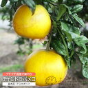 『 チャンドラポメロ 』 15cmポット 接木苗 柑橘 文旦 グレープフルーツ