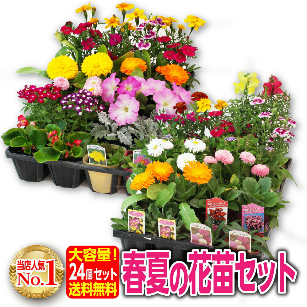 花苗 セット 24個 送料無料 春夏 長く楽しめる花苗セット