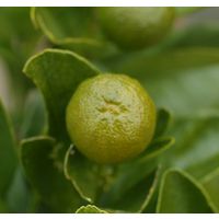 四季橘・カラマンシー　15cmポット接木苗鉢植え、庭植え、ベランダガーデニングに最適です。緑柑橘の王様、脂肪燃焼！四季橘・カラマンシー