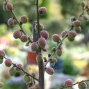 小梅　「甲州最小 」　15cmポット接木苗鉢植え、庭植え、ベランダガーデニングに最適です。もっとも小さな梅干しです。「甲州最小」
