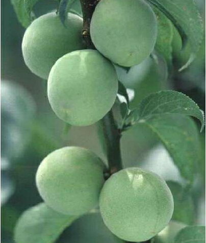 梅「玉英（ぎょくえい）」15cmポット苗鉢植え、庭植え、ベランダガーデニングに最適です。「南高」に次いで梅干し用としては最高の品種です。