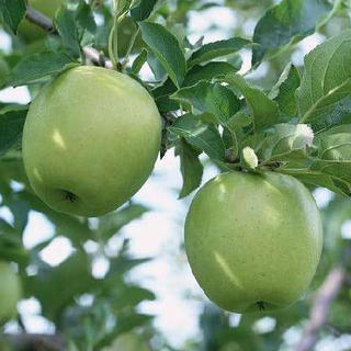 りんご「王林（おうりん）」15cmポット苗鉢植え、庭植え、ベランダガーデニングに最適です。子どもからお年寄りまで大人気！