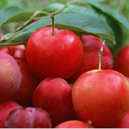 プラム（スモモ）「ソルダム」15cmポット苗鉢植え、庭植え、ベランダガーデニングに最適です。奇麗な花と栄養たっぷりの果実！
