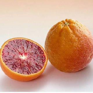 珍種ブラッドオレンジ[タロッコ]15cmポット接木苗鉢植え、庭植え、ベランダガーデニングに最適です。赤いオレンジは、意外に家庭果樹にぴったり！