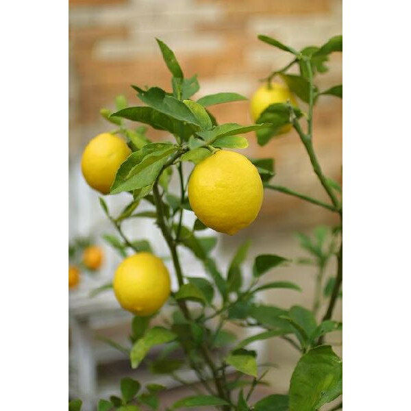 トゲなしレモン　18cmポット接ぎ木苗トゲがないから、扱いやすい！人気品種です。