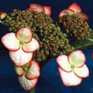 ヤマアジサイ　清澄沢（キヨスミサワ） 9cmポット苗鉢植え、庭植え、観賞用に最適です。凛として美しい、日本原産のアジサイです。