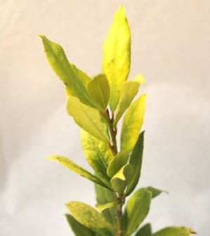 月桂樹（ローレル）【オーレア】10.5cmポット苗部屋の空気を清浄化！珍種の黄色葉、新発売！