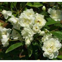 木香バラ（白八重）9cmポット苗鉢植え、庭植え、観賞用に最適です。トゲがないツル性のバラ