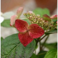 山アジサイ　紅（クレナイ）　9cmポット苗鉢植え、庭植え、観賞用に最適です。凛として美しい、日本原産のアジサイです。