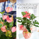 あす楽対応 花 ギフト 鉢植え【 パッと明るく♪トロピカルフラワー アンスリューム ピンクチャンピオン鉢花】観葉植物 室内 おしゃれ モダン インテリア 新築祝い 開店祝い 引越し祝い 誕生日 結婚記念日 退職祝い 送別会 即日発送