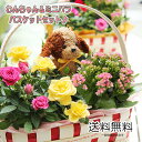 送料無料 あす楽対応【ミニバラとわんちゃんトピアリーバスケットセット】鉢花 鉢植え おしゃれ 寄せカゴ 誕生日 結婚記念日 還暦祝い 退職祝い 歓迎 送迎 送別会 男性 発表会