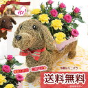 送料無料 あす楽対応【ダックスくんの鉢植えセット】バラ 鉢花 鉢植え おしゃれ 寄せカゴ 誕生日 女性 母 結婚記念日 還暦祝い 退職祝い 歓迎 送迎 送別会 お見舞い 男性 発表会【RCP】【HLS_DU】