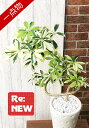 【一点物】観葉植物 斑入りホンコン カポック 曲がり仕立て 陶器鉢 A0065