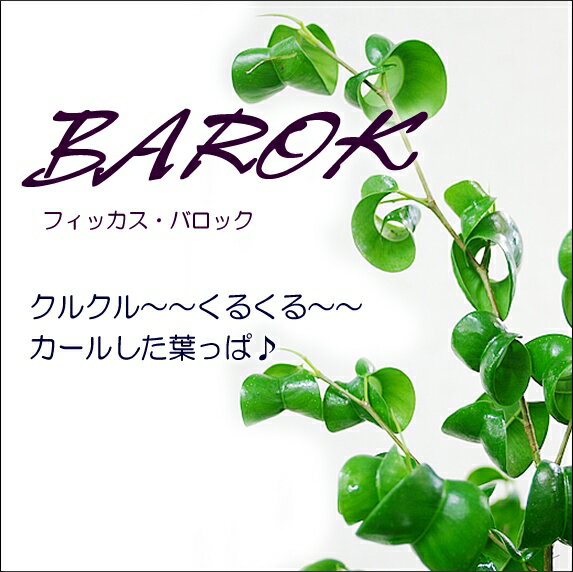 観葉植物 インテリア　カール葉が珍しいフィカス・バロック『BAROK』白角陶器鉢大