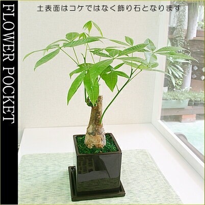 観葉植物 インテリア 幸せの木「金運の木発財樹」♪パキラ　キューブ型陶器（黒又は白キューブ角鉢　皿付）【メッセージカード無料】【モダンでスタイリッシュ！アジアントロピカル】