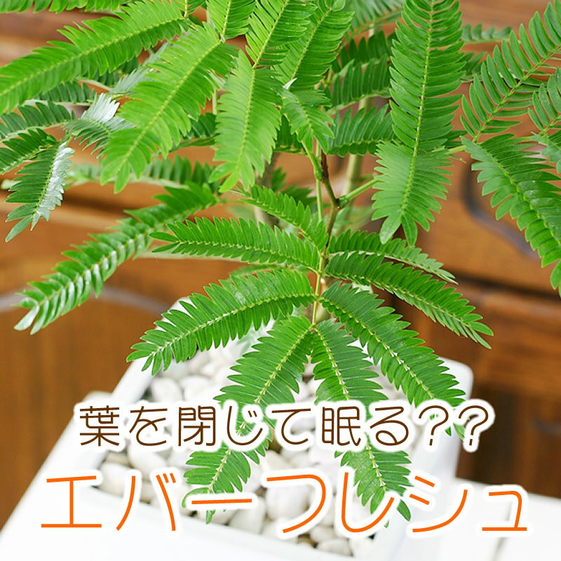 観葉植物 インテリア エバーフレッシュ（ネムノキの仲間） 白色角鉢 大サイズ【kdsm】【kb】...:tsukaguchi:10008483