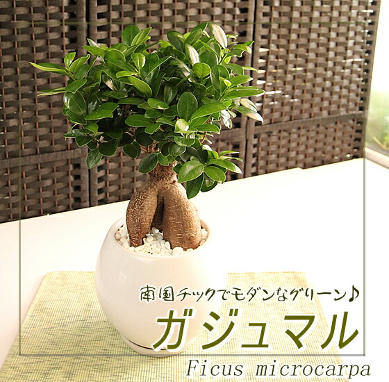 観葉植物 インテリア 　多幸の樹　ガジュマル　サイズ大（白球丸鉢）【楽ギフ_包装】【楽ギフ_メッセ入力】【楽ギフ_のし】【メッセージカード無料】【モダンでスタイリッシュ！】観葉植物 インテリア 幸せを呼ぶ多幸の樹【あす楽対応】【人気のスタイリッシュインテリア！ 引越し祝】ラッピング無料モダン寄せ植え