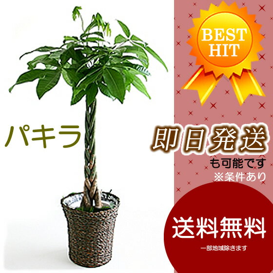 観葉植物 インテリア 送料無料 幸せの木「金運の木発財樹」♪パキラ　7号(鉢カバー選べます）【メッセージカード無料】【結婚祝い誕生日出産祝い】【RCPapr28】