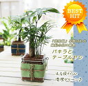 カジュアルなガラスポットで水耕栽培♪【アクアセラミ