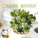 迎福☆お金が増える?縁起良い金運植物【多肉植物 金のなる木 成金草 白丸器】サボテン 観葉植物 モダン インテリア アジアン 新築祝い 開店祝い 引越し祝い 誕生日 結婚記念日 退職祝い 歓迎 送迎 送別会 即日発送