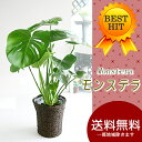 観葉植物 インテリア【送料無料】大きな葉はアジアンで人気No1！モンステラ6号（鉢カバー選べます）【メッセージカード無料】【結婚祝い誕生日出産祝い】