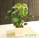 観葉植物 インテリア 【アクアセラミック】モンステラ(白角鉢）【楽ギフ_包装】【楽ギフ_メッセ入力】【楽ギフ_のし】【メッセージカード無料】【モダンでスタイリッシュ！アジアントロピカル】観葉植物 インテリア ハイドロカルチャーで清潔に育てよう！【ラッピング無料モダン寄せ植え和風OK】