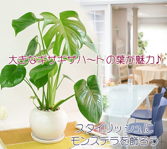 送料無料 あす楽対応【大きな葉はアジアンで人気No1 モンステラ 球丸鉢大】観葉植物 モダン インテ...:tsukaguchi:10008289