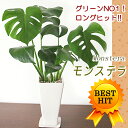 観葉植物 インテリア お試し割引約37%OFF！大きな葉はアジアンで人気No1！モンステラ（白角ツルツル陶器鉢）【楽ギフ_包装】【楽ギフ_メッセ入力】【楽ギフ_のし】【メッセージカード無料】【モダンでスタイリッシュ！アジアントロピカル】【RCPapr28】観葉植物 インテリア【あす楽対応】37％割引モンステラ祭り！怪物？ハート型の大きな葉が魅力！育てやすくてボリューム満点♪【モダン寄せ植え和風もOK