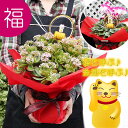 送料無料 招き猫で迎福☆お金が増える?縁起良い金運植物【花が咲いてる大株サイズ!金のなる木 成金草 又は 華やか季節のシクラメン】サボテン 多肉植物 観葉植物 新築祝い 開店祝い 引越し祝い 誕生日 結婚記念日 退職祝い 歓迎 送迎 送別会【05P03Dec16】