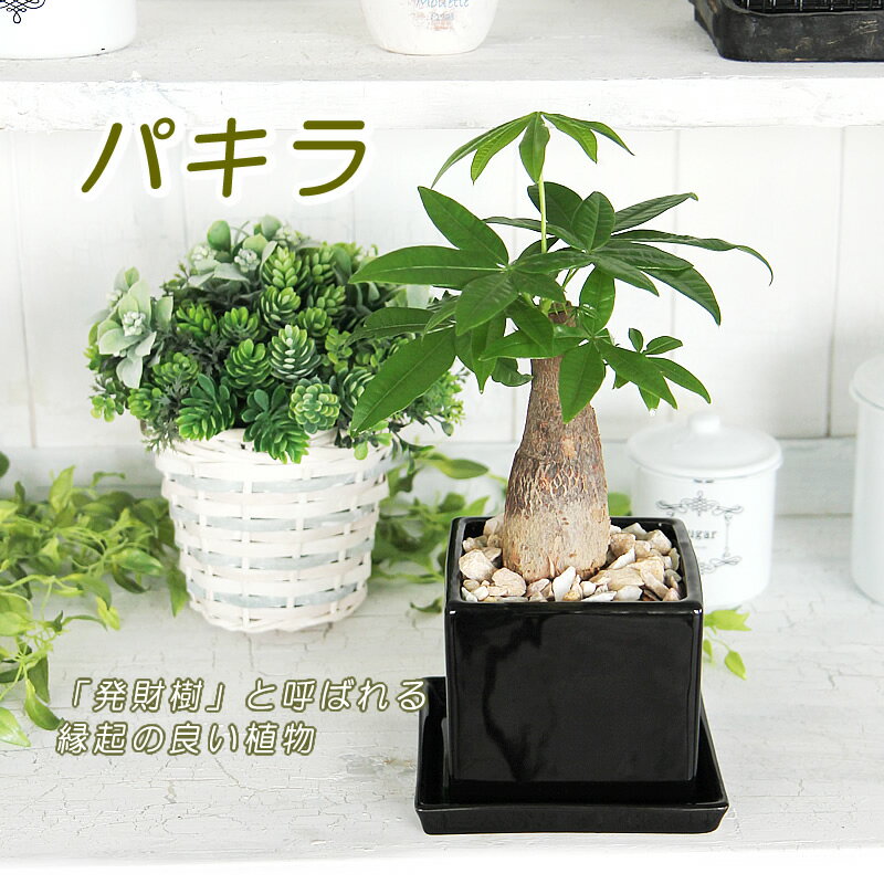 あす楽対応【幸せの木「金運の木発財樹」♪パキラ　キューブ型陶器】観葉植物 モダン インテリ…...:tsukaguchi:10006331