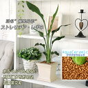 あす楽対応【アクアセラミック ストレリチア レギネ”極楽鳥花”角鉢】観葉植物 モダン インテリア アジアン 新築祝い 開店祝い 引越し祝い 誕生日 結婚記念日 退職祝い 歓迎 送迎 送別会 即日発送 玄関【RCP】【HLS_DU】