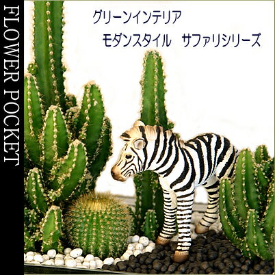 観葉植物 インテリア アニマルが額の中で走り回る？モダンスタイルF-9　サファリシリーズ（電磁波吸収サボテン　セレウスペルヴィアナス）【楽ギフ_包装】【楽ギフ_メッセ入力】【楽ギフ_のし】【メッセージカード無料】【モダンでスタイリッシュ！】観葉植物 インテリア お部屋がサファリワールド！人気のスタイリッシュインテリア！ 引越し祝サボテン多肉植物