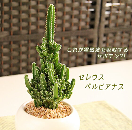 観葉植物 インテリア 電磁波を吸収するサボテン？モコモコ育つ☆セレウスペルヴィアナス(白丸鉢　皿付)【メッセージカード無料】【モダンでスタイリッシュ！アジアン】【RCPapr28】