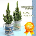 観葉植物 インテリア 電磁波吸収サボテンセレウスペ