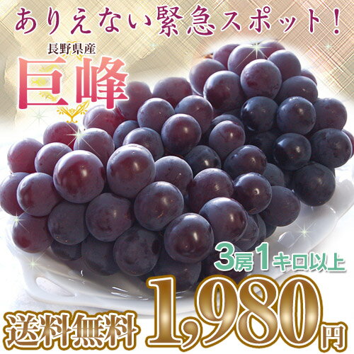 《送料無料》長野産 巨峰　化粧箱 　1キロ以上 3房　※冷蔵緊急スポット！